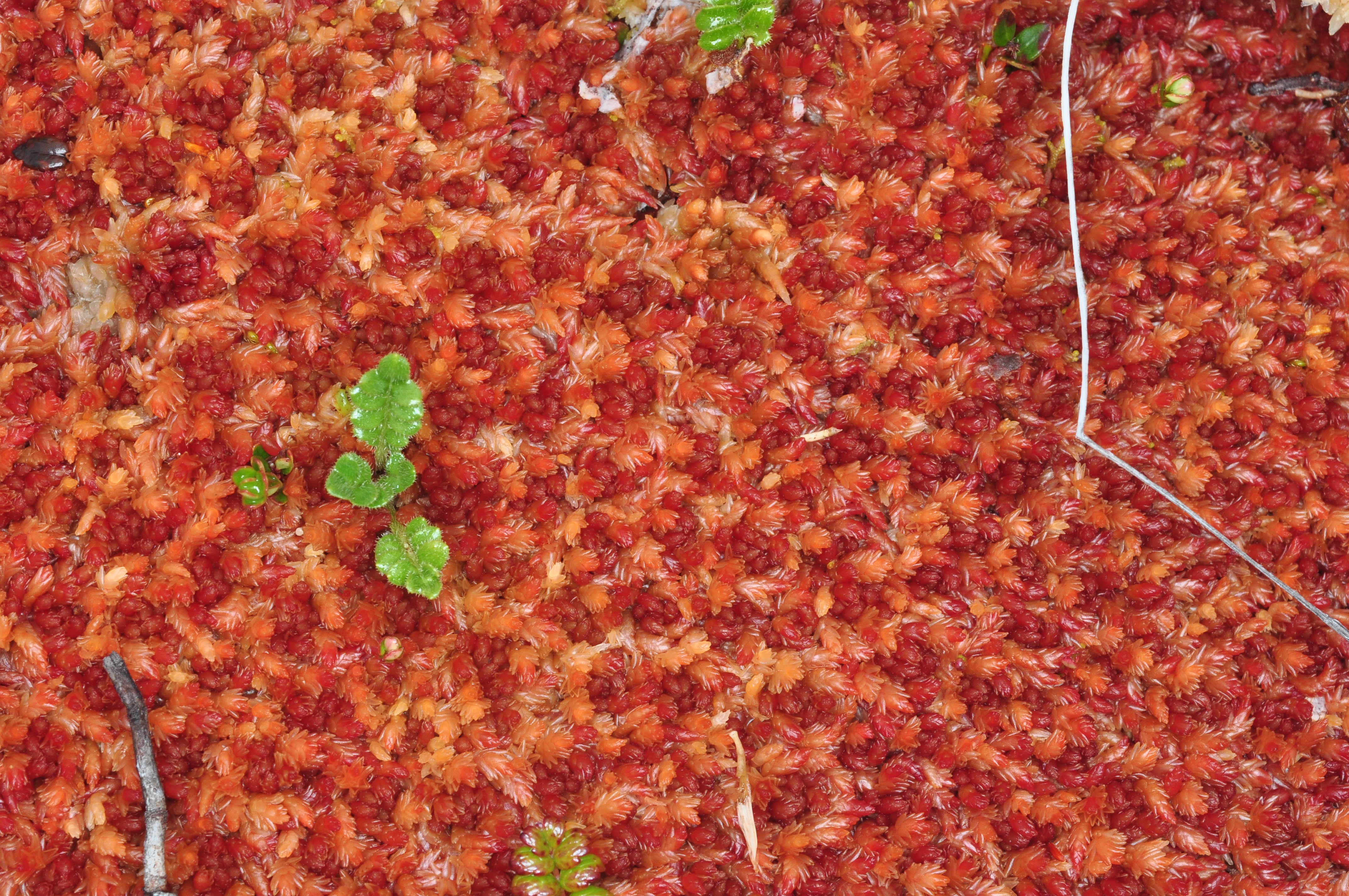 Sphagnum magellanicum. Tierra del Fuego. Isla Gordon ©R.Garilleti