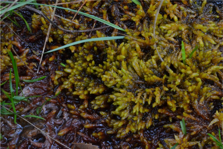 Aspecto de Sphagnum pylaesii ©MInfante