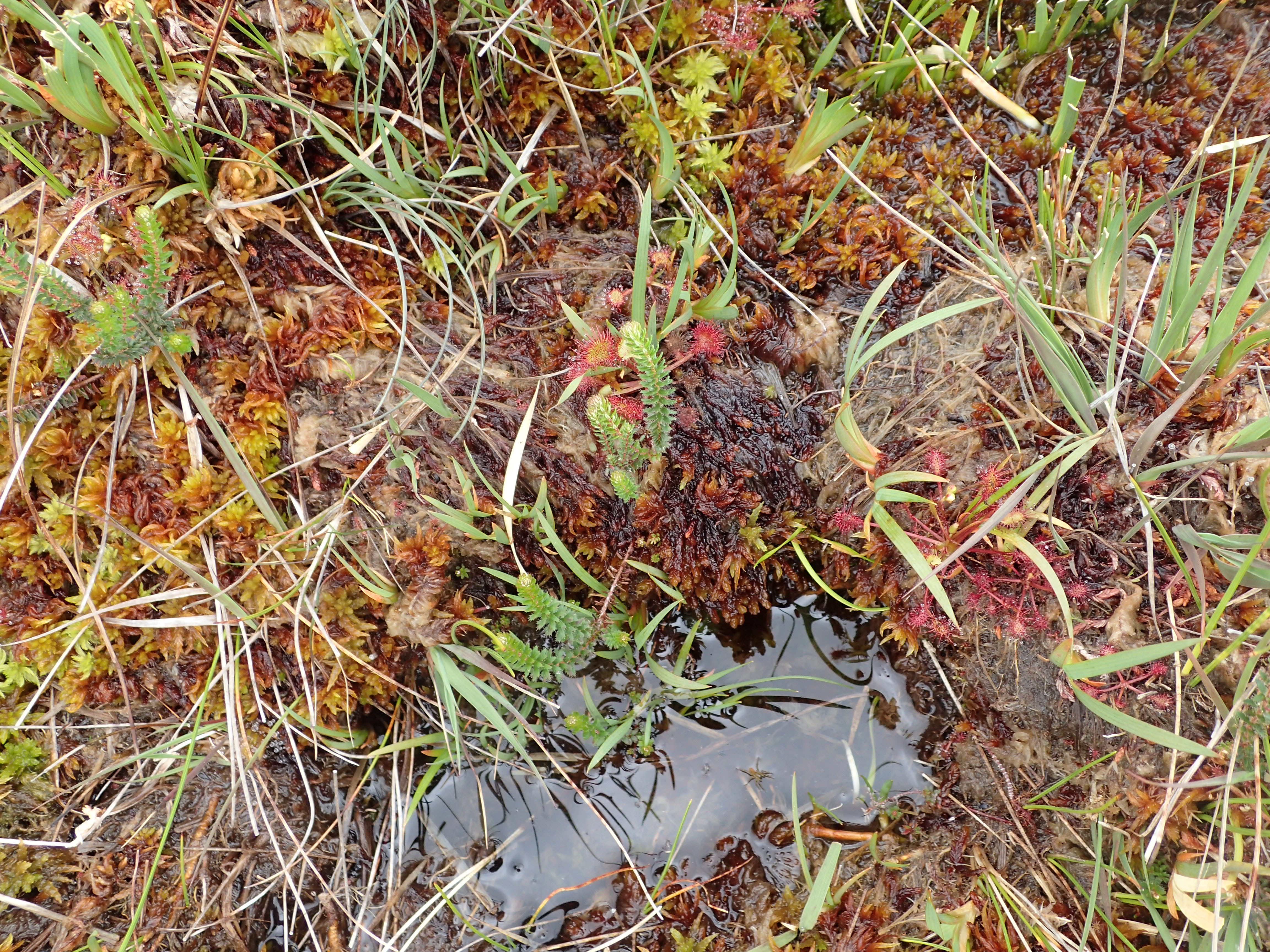 Hábitat Sphagnum pylaesii