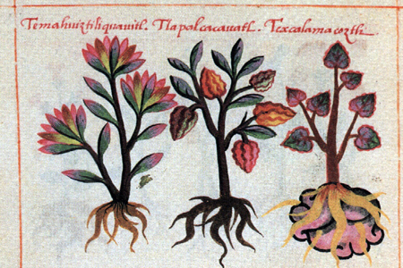 Coordina: Dra. Dña.Mª Dolores Mas Badia. Universitat València.<br />
